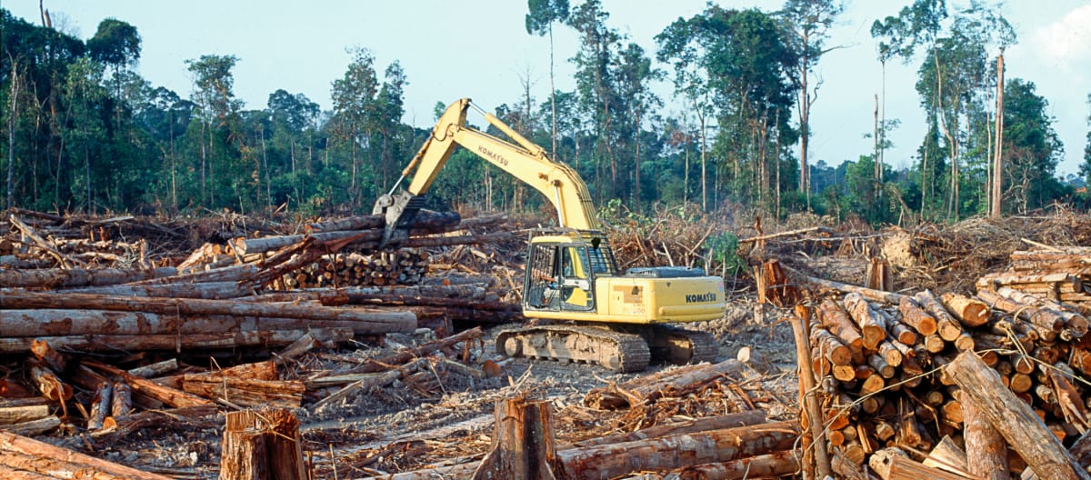 Tree grapple on cleared land