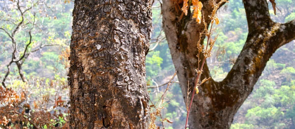 Trunk of a rosewood tree in Taraba State, Nigeria