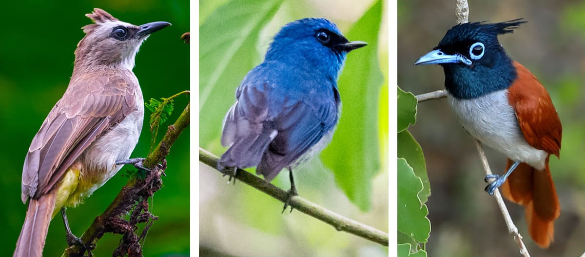 Collage of three songbirds in the wild
