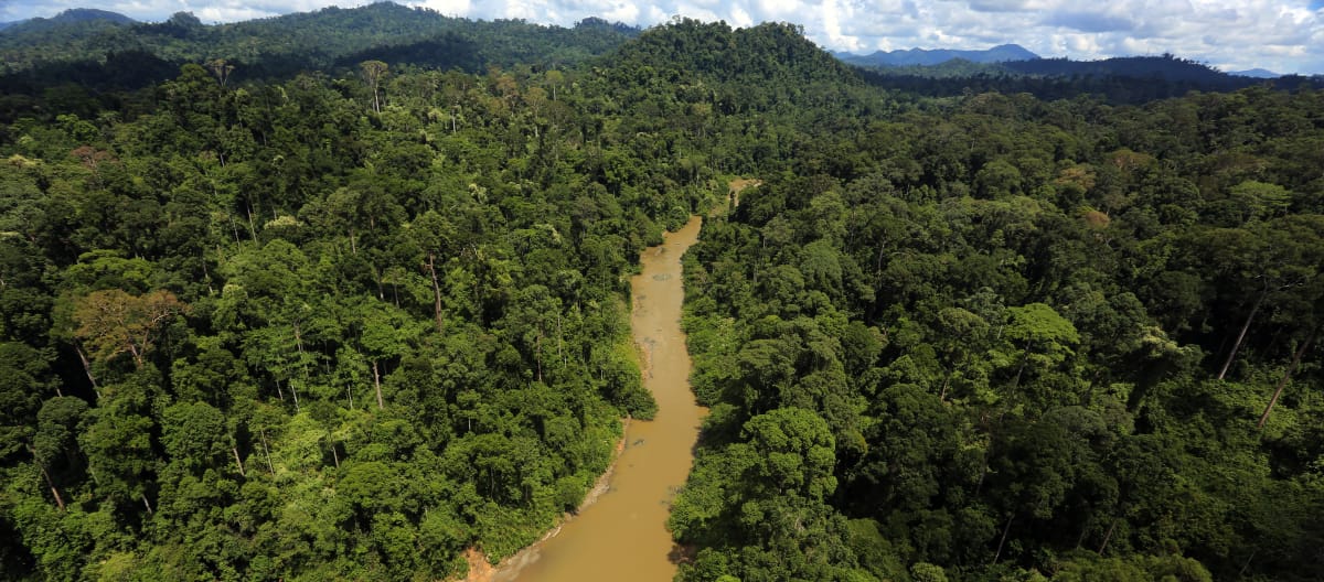 Aerial view of a river in the rainforest of Borneo