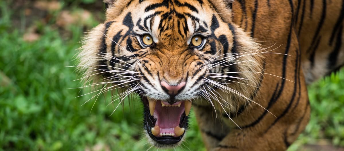 Sumatran tiger