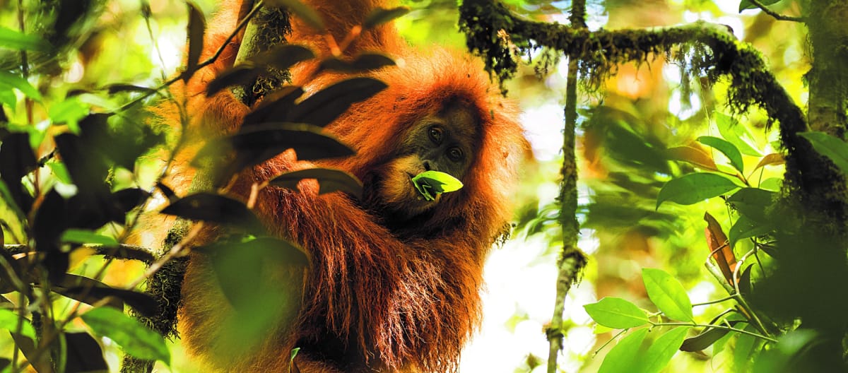 Tapanuli orangutan
