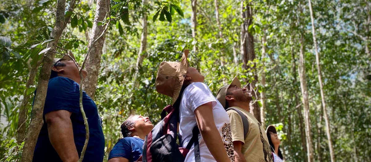 A group of people looking up into the forest canopy