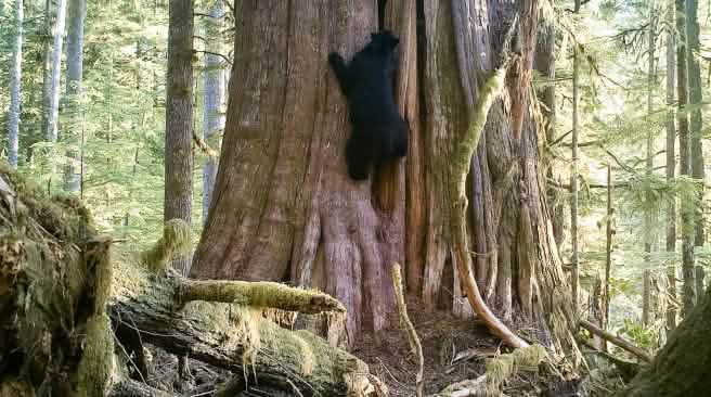 Vancouver Island Black Bear Vancouver Island Black Bear