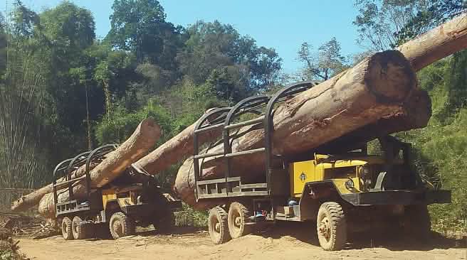 Trucks smuggle illegal timber out of Cambodia. Trucks smuggle illegal timber into Vietnam.