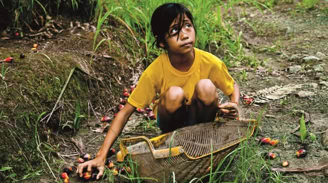 Rainforest is more important than palm oil profits