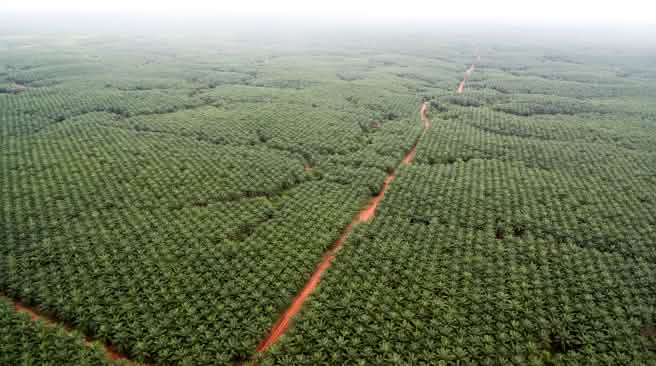 Korindo oil palm plantation