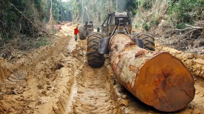 Industrial logging of rainforests in the Democratic Republic of Congo A huge tree is pulled with a skidder in a tropical rainforest in Central Africa