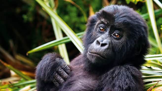 Their lives are worth more than gold trinkets. Gorilla