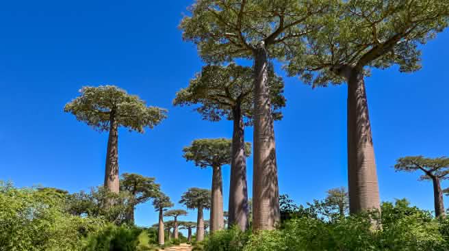 Avenue of baobab trees in Madagascar
