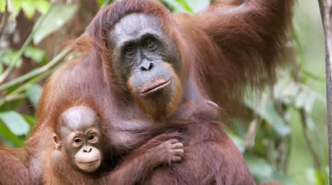 Orangutan mother and infant