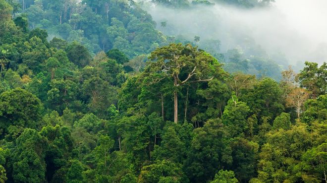 Image result for rainforest
