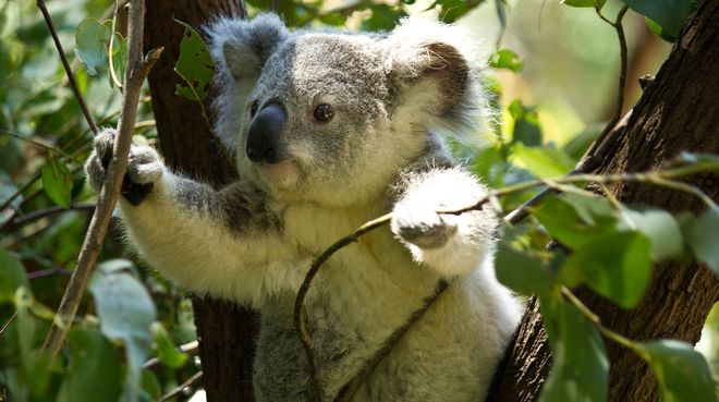 Koala on tree