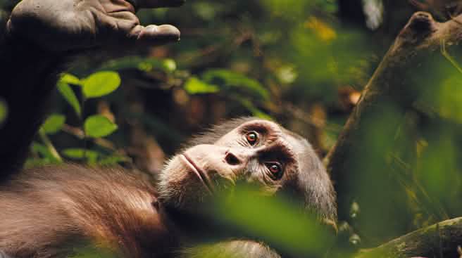 Kuba, a chimpanzee