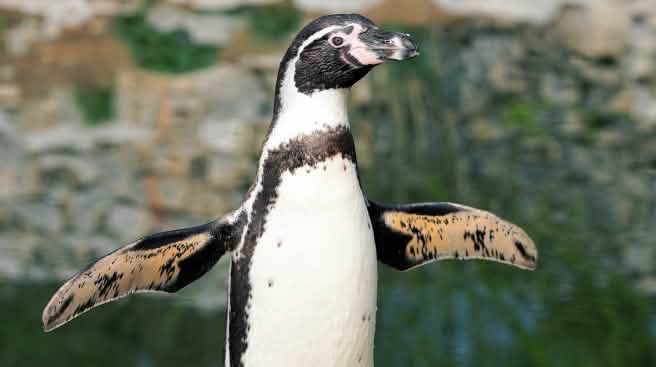 13,000 pairs of the endangered Humboldt penguins breed in Chile’s La Higuera/Isla Chañaral region Humboldt penguin