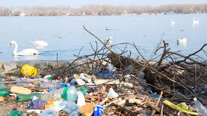 Plastic waste on the banks of the Danube and swans on the water