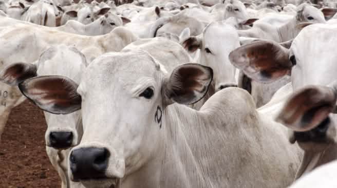 Our appetite for meat is trashing rainforests and savannas Cattle herd in Mato Grosso