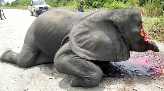 Freshly poached – and traded in the EU as “antique” ivory Poached elephant in Virunga National Park