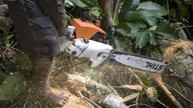 Clearing the rainforest: loggers around the world use Stihl chainsaws. A logger with a Stihl chainsaw