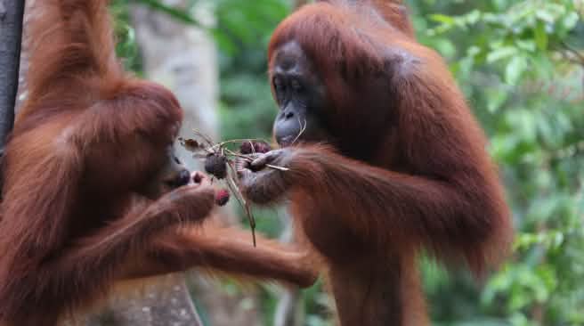 Orangutans need intact forests. 2 orangutans eating fruit
