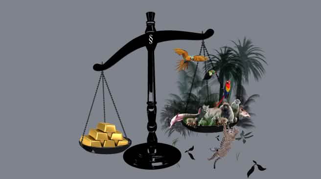 Gold and the rainforest hanging in the balance