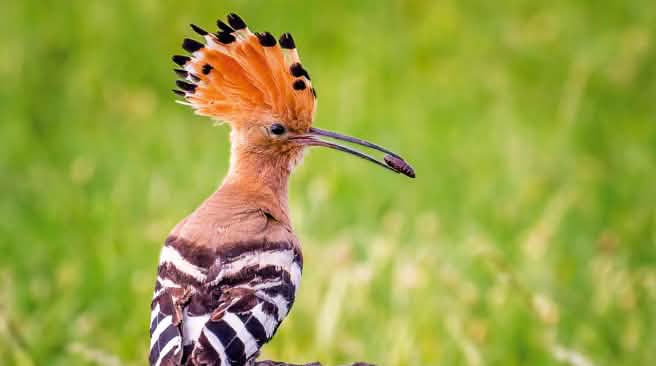 Eurasian hoopoe (Upupa epops)