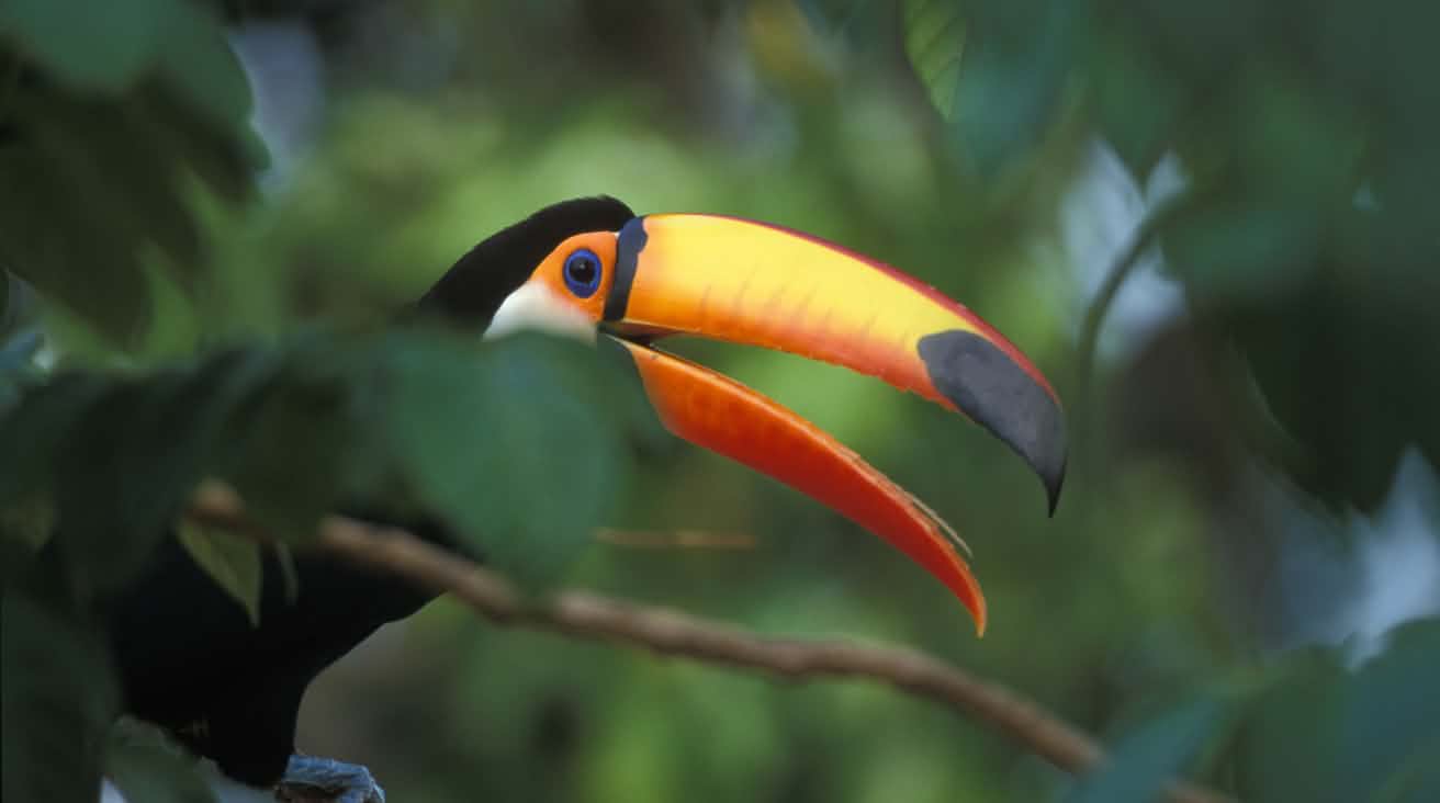 A giant toucan sitting on a branch in the rainforest