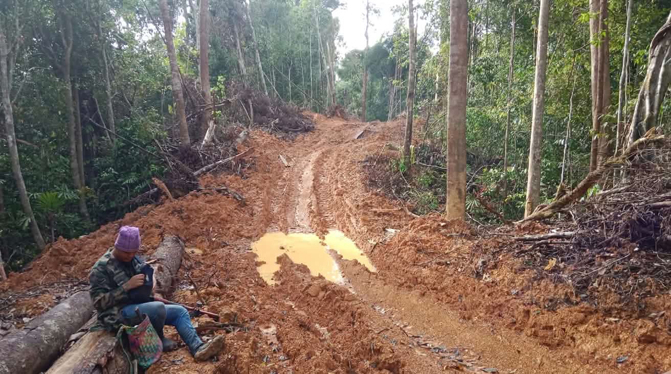 The timber company Junan Wood has allegedly been illegally logging trees in the Dayak forest.