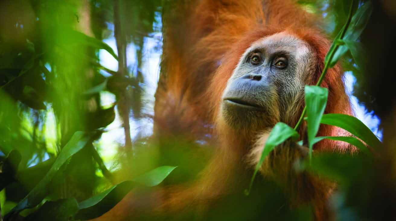 Tapanuli orangutan