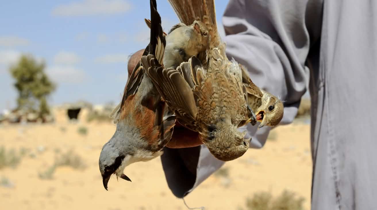 Egypt talking biodiversity while killing millions of birds