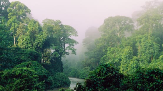 A river flowing through the rainforest