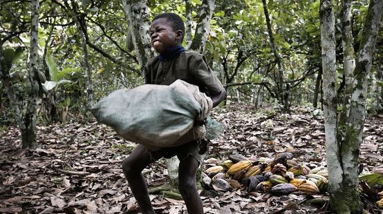 Child laborer on cocoa plantation, Ivory Coast