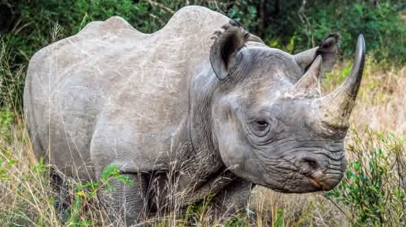 Black rhinoceros