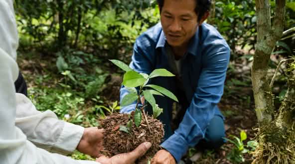 Afforestation in the rainforest