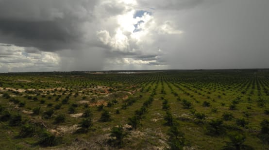 young oil palm seedlings, Borneo