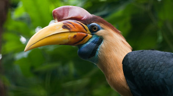 Sulawesi helmeted hornbill