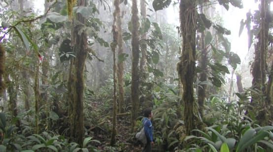 A person among the trunks overgrown with mosses and epiphytes in a misty mountain rainforest