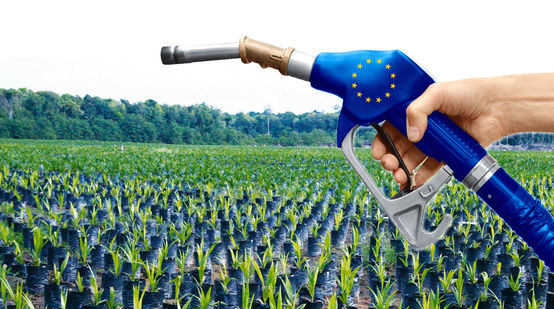 EU palm oil biofuel