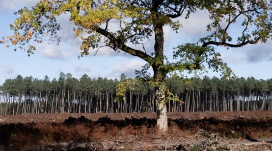 A single oak tree on a clearcut; in the background a pine plantation