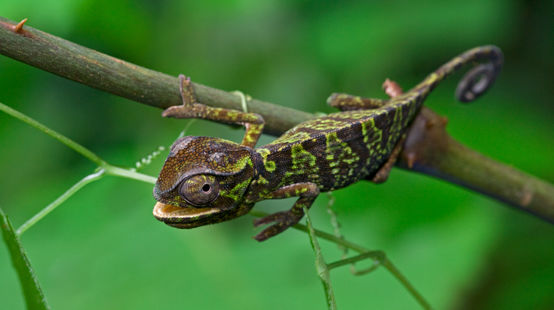 A chameleon with a green and brown pattern, clinging to a branch
