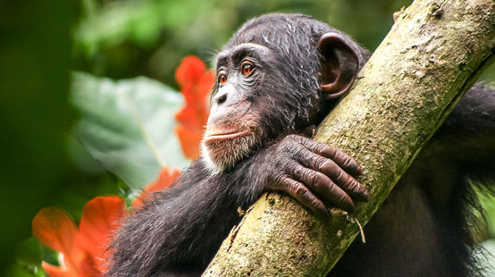 Chimpanzee in Liberia