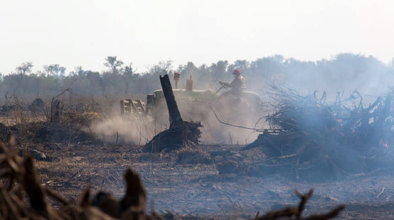 Ein Traktor wirbelt Staub auf einer verbrannten Rodungsfläche im Urwald auf