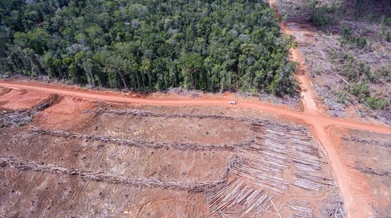 Aerial view: clearing forest for Korindo oil palm plantations in Papua