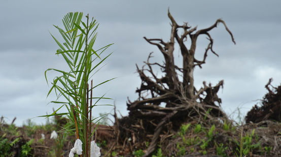 Peat forest cleared for oil palm plantation in Sarawak, Malaysia