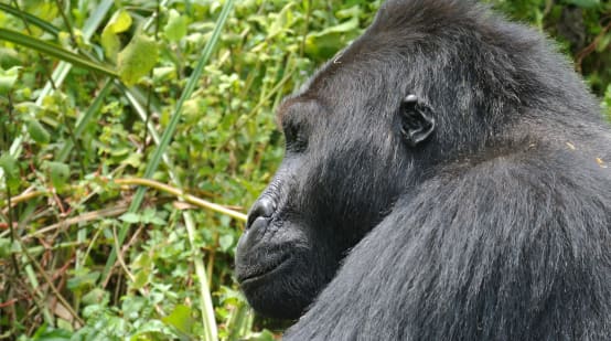 Eastern lowland gorilla in Kahuzi-Biega National Park