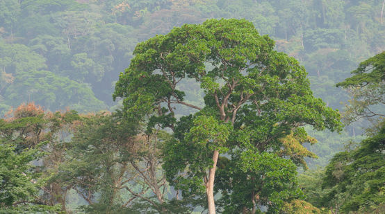 Rainforest in Nigeria