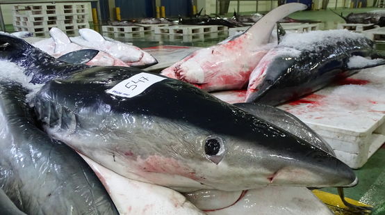 Dead sharks in a fish auction hall