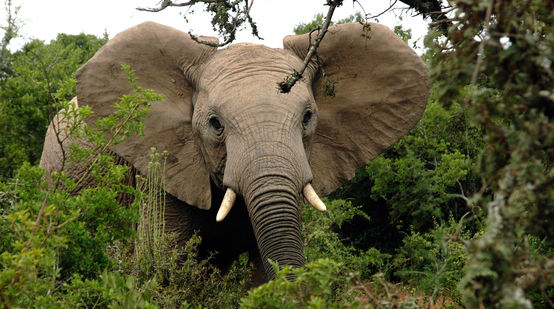 African elephant in forest