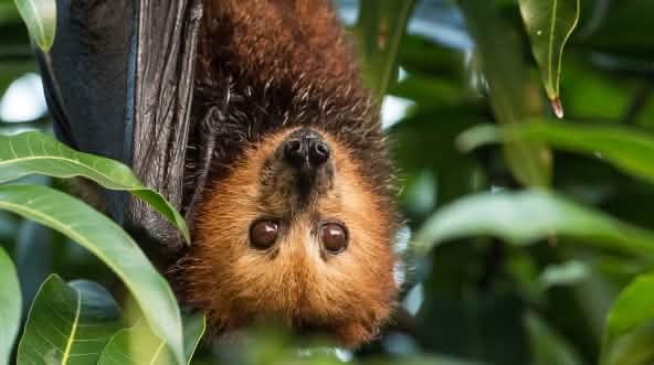 Flying fox on Mauritius