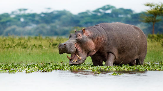 Hippo in Lake Naivasha